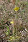 Yellow butterwort